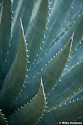 Agave Plant Grand Canyon 091412 485
