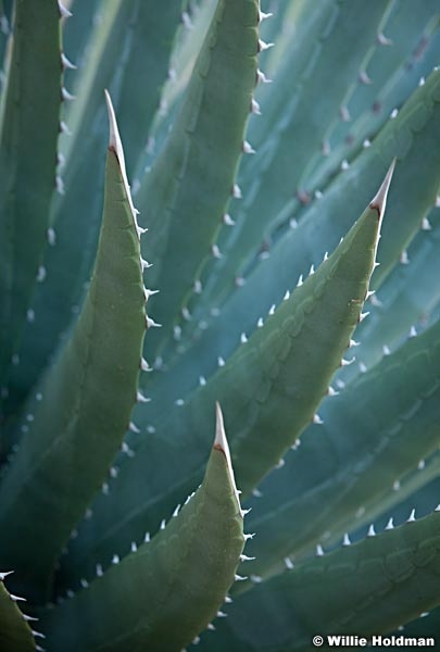 Agave Plant Grand Canyon 091412 485