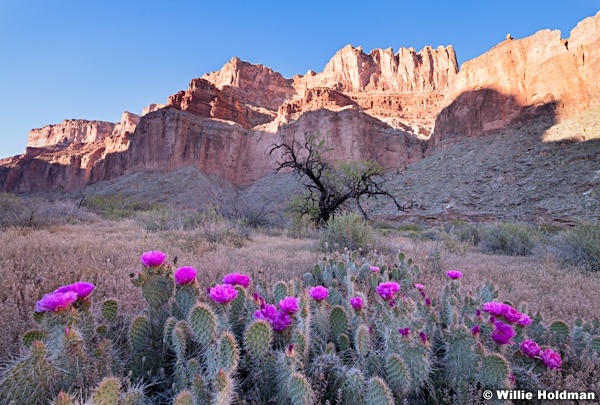 Grand Canyon Pink Cactus 041819 4045