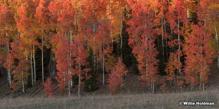 Red Aspen Splender 100321 8949