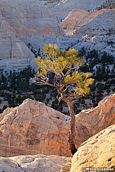 Teasdaletree041511 1211