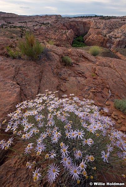 Escalante Daisies 060216 9515