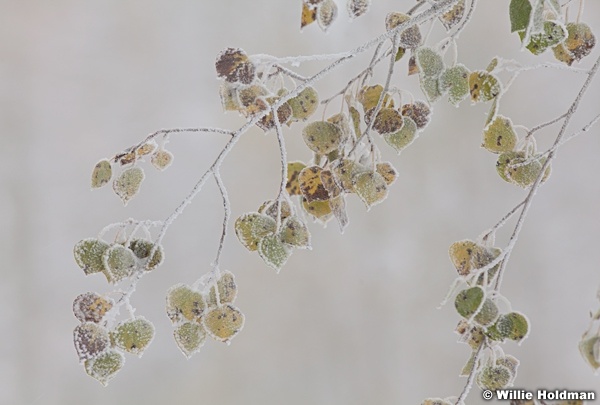 Aspen Leaves 100811 394