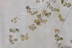 Aspen Leaves 100811 394