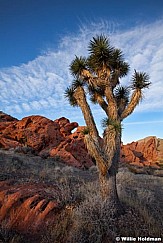 Joshua Tree ArchF 011413 221