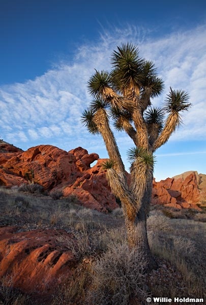 Joshua Tree ArchF 011413 221
