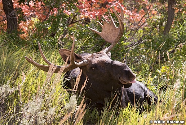 Moose laying down for a nap