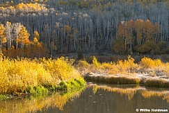 Autumn Aspens Willow Pond 100725 2293 2