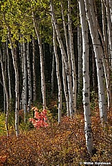 Maple Aspen Deervalley 091812 3804