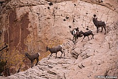 Desert Bighorn Capitol Reef 102719 3