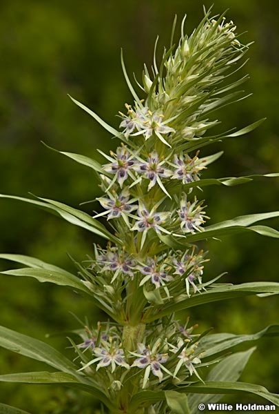 Milkweed Wildflower 052913 6349