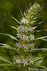 Milkweed Wildflower 052913 6349
