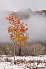 Lone Aspen Fog 101118 0517 3