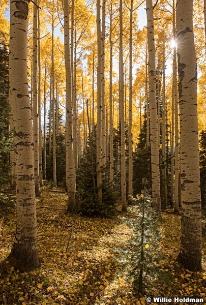 Autumn Aspens 100420 2985 2
