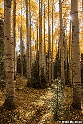 Autumn Aspens 100420 2985 2