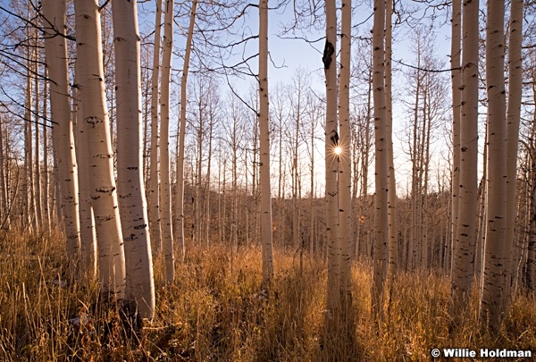 Golden Fields Aspens 101813 2932