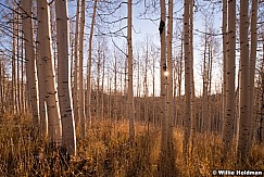 Golden Fields Aspens 101813 2932