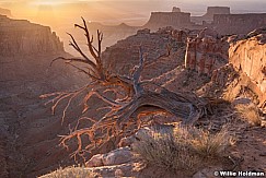 Canyonlands Overlook Tree 052618 6536