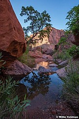 Tree Reflection Escalante 060716 2297 2