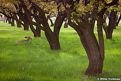 Sunburstarch050611 115