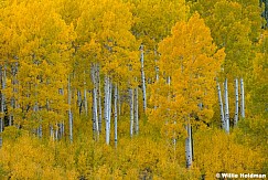 Fish Lake Aspen yellows 092024 0041
