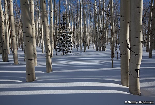 winteraspenpine012011 798