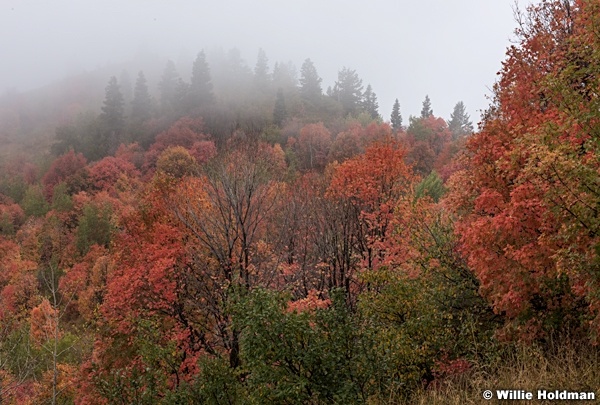 Maples Fog Wasatch 092216 5110 5