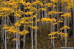 Bright Yellow Aspen Clusters 092621 5255