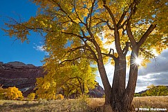 Yellow Cottonwood Capitol Reef 102924 5184