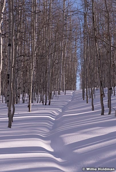 Aspen Shadows 011714 6755