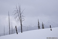 Beartooth Bare Trees Winter 032318 7358