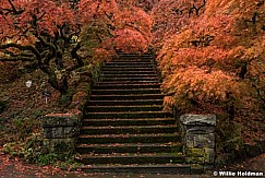 Japanese Maple Stairs 7557