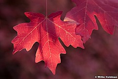 Maple Autumn Leaf 092212 47