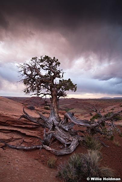 escalantetree051710 1