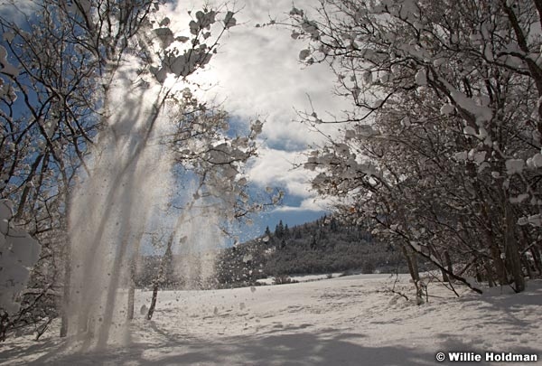 snowfall012909 11179