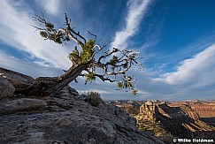 Canyonlands juniper tree 101515 6624