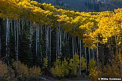 Aspens Backlit 100717 9463