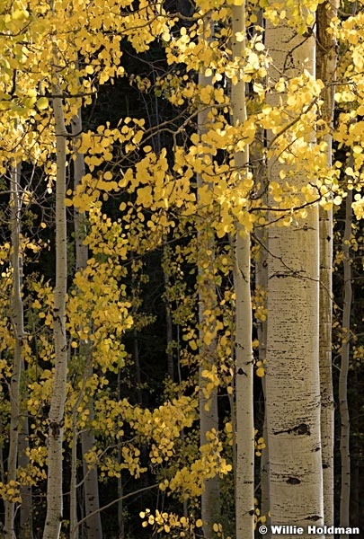 Quaking Aspens 092820 1356 5