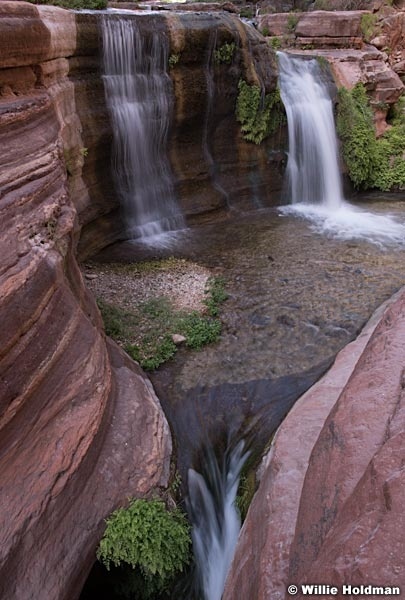 Deer Creek Falls Ferns 042218 5817