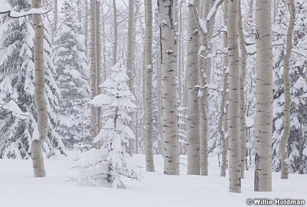 Aspen Grove Snow Storm 031319 9926