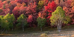 Green Aspen Meadow 092212
