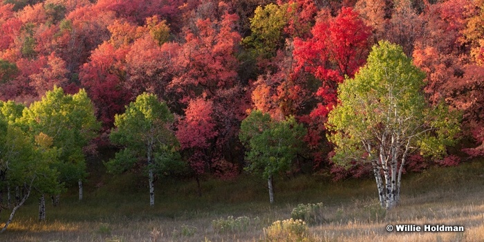 Green Aspen Meadow 092212