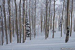 Snowy Aspens 123014 1699 2