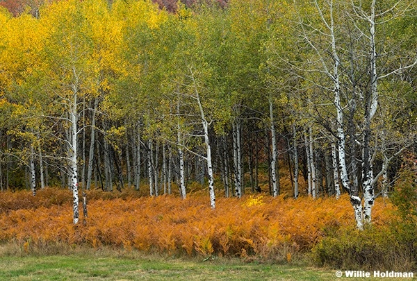 Gold Ferns 092924 0992