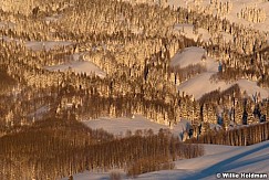 winterpines040710 1802