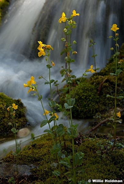 AmericanFork waterfall 063012 109