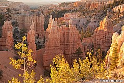 Aspen Trees Bryce 1507