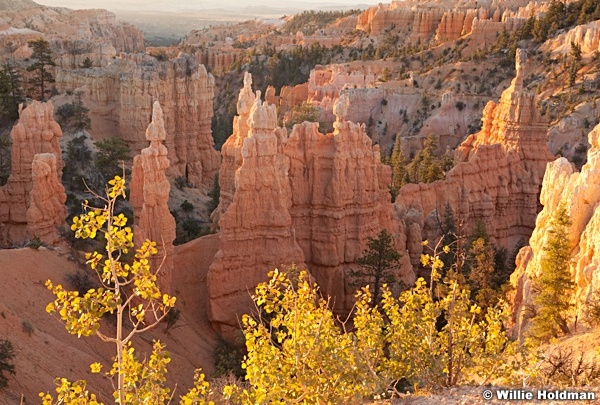 Aspen Trees Bryce 1507