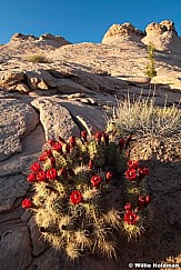 cactusbloom051510 3