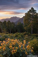 Timpanogos Daisies Sunset 071119 1087 2 2